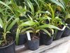 Zygopetalum (Maculatum x Blue Point ) - comprar online