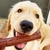 Brinquedo para Cães Graveto Nylon Buddy - comprar online