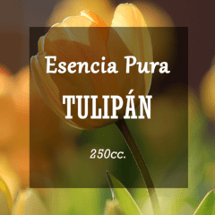 Esencia Pura «Tulipán» x250cc.