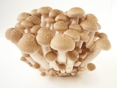 Cogumelo Shimeji Orgânico- 200g