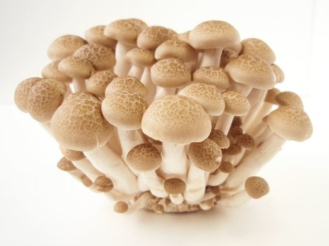 Cogumelo Shitake Orgânico Bjd 200g - OSM