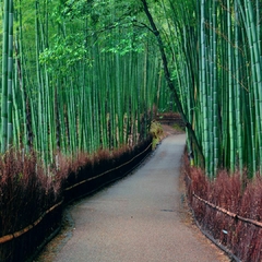 VM140665736BG - Bosque bambu