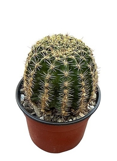 Echinopsis hibrido JT 19-1 CC6-3 mac12 UNICO YA FLORECE en internet