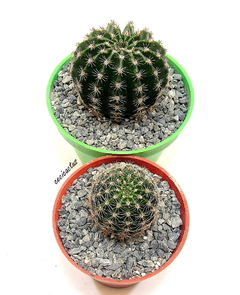 Echinopsis hibrido 'Light Peach' (elegir tamaño) - comprar online