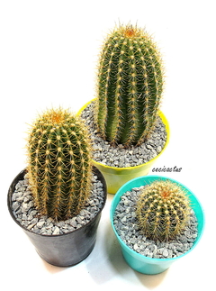Trichocereus hibrido 'Cisne' (tres tamaños) - cecicactus - cactus y suculentas de colección