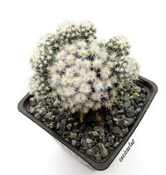 Pediocactus bradyi ssp winkleri mac9 - comprar online