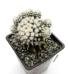 Pediocactus bradyi ssp winkleri mac9 (cod PB2) en internet