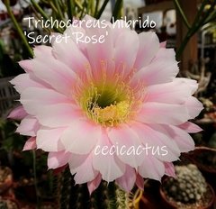 Trichocereus hibrido 'Secret Rose' (tres tamaños)