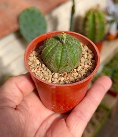 Euphorbia obesa mac8 - comprar online