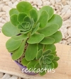 Aeonium goochiae mac10 - comprar online