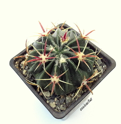 Ferocactus latispinus mac10
