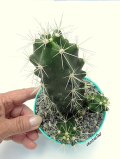 Echinocereus cinerascens (elegir tamaños) - cecicactus - cactus y suculentas de colección