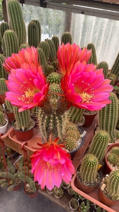 Trichocereus hibrido Ceci349 (elegir tamaño) YA FLORECEN