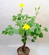 Oxalis carnosa mac8