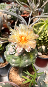 Astrophytum asterias kikko nudum injertado mac10 (cod B34) mac9