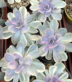 Echeveria Perle von Nurnberg Silk variegada