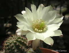 Echinopsis chamaecereus hibrido 'Alba' mac6 - comprar online