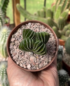 Crassula 'Templo de Buda' (elegir tamaño) - comprar online