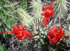 Cochemiea poselgeri mac12 - cecicactus - cactus y suculentas de colección
