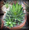 Semillas de Agave lophantha splendid x 25