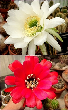 COMBO1 TRICHO HIBRIDOS + cactus de regalo