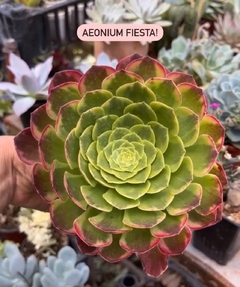 Aeonium 'Fiesta' (dos tamaños) en internet