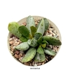 Adromischus umbraticola