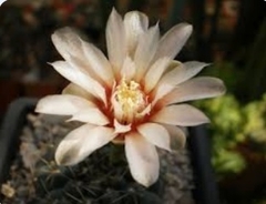 Gymnocalycium affine mac10 (cod Gy2)