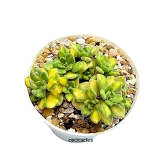 Aichryson tortuosum variegado mac10 - cecicactus - cactus y suculentas de colección