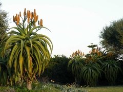 semillas de Aloe thraskii x 30