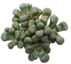 Aloinopsis schooneesii mac8 (cod E14)