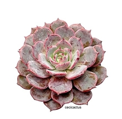 Echeveria azulita mac10 - cecicactus - cactus y suculentas de colección