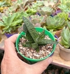 Gasteria pillansii mac8