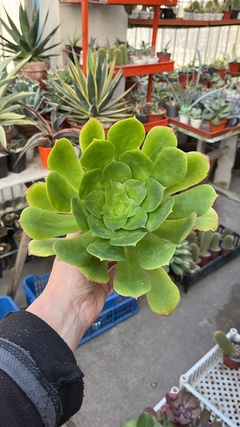 Aeonium gigante mac11 en internet