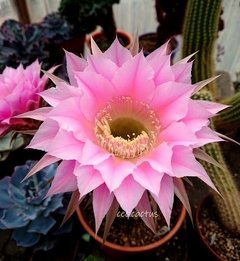 Echinopsis hibrido 'C-3' (elegir tamaño)