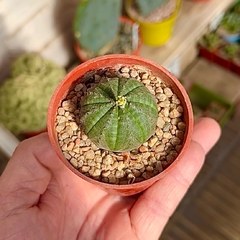 Euphorbia obesa mac8