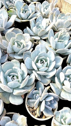 Echeveria 'Caly Argentea' mac10 - comprar online