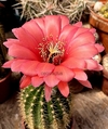 Trichocereus hibrido CC7-2019-3 UNICO mac13 YA FLORECE