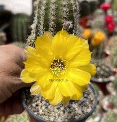 Chamaecereus hibrido 'Amber' mac8 - comprar online