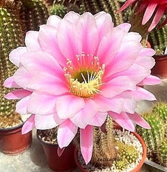 Trichocereus hibrido 'Cisne' (elegir tamaño) en internet