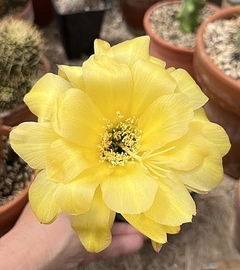 Trichocereus hibrido 'Unique' (elegir tamaño)