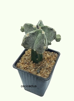 Astrophytum myriostigma fukuryu doble hakujo prolifero injertado (cod a-204) - comprar online