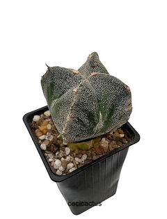 Astrophytum myriostigma cuadricostatum hibrido injertado (cod J39) - comprar online