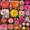 Semillas mix Trichocereus y Echinopsis hibridos 2021 x100