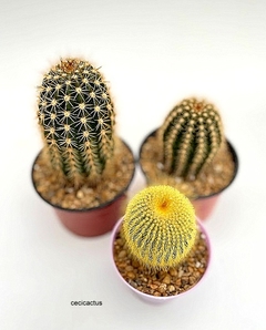 COMBO2 TRICHO HIBRIDOS + cactus regalo - comprar online