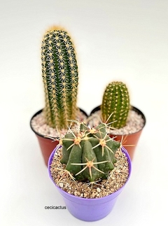 COMBO1 TRICHO HIBRIDOS + cactus de regalo en internet