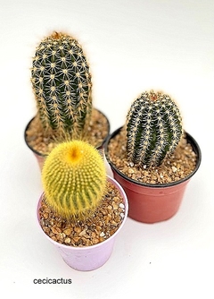 COMBO2 TRICHO HIBRIDOS + cactus regalo - cecicactus - cactus y suculentas de colección
