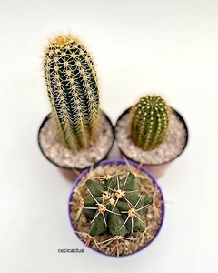 COMBO1 TRICHO HIBRIDOS + cactus de regalo - cecicactus - cactus y suculentas de colección