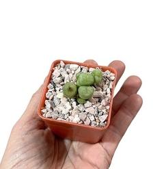 Conophytum minutum mac6 - comprar online