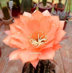 Echinopsis hibrido 'Courel' (elegir tamaño) - comprar online